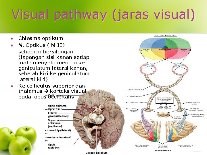 Visual pathway (jaras visual) l l l Chiasma optikum N. Optikus ( N-II) sebagian