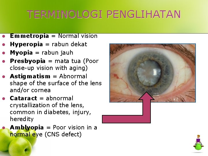 TERMINOLOGI PENGLIHATAN l l l l Emmetropia = Normal vision Hyperopia = rabun dekat
