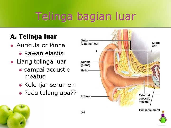 Telinga bagian luar A. Telinga luar l l Auricula or Pinna l Rawan elastis