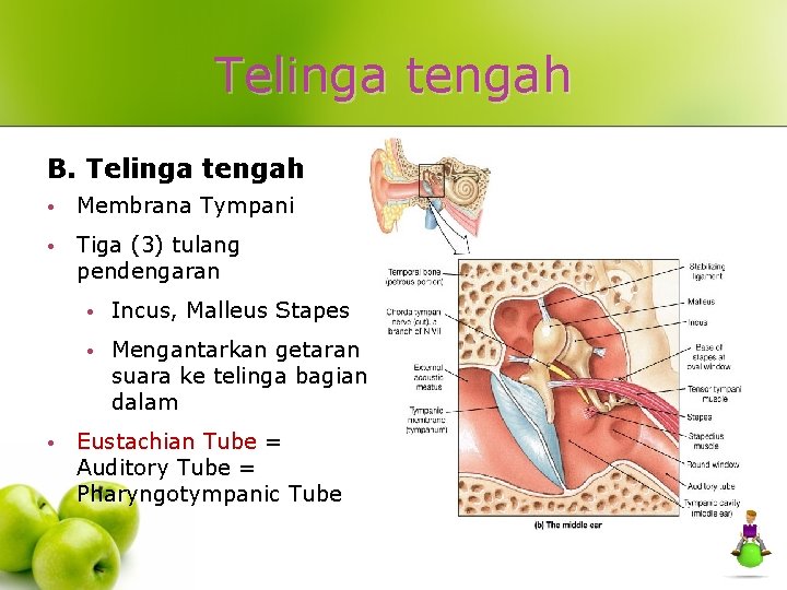 Telinga tengah B. Telinga tengah • Membrana Tympani • Tiga (3) tulang pendengaran •