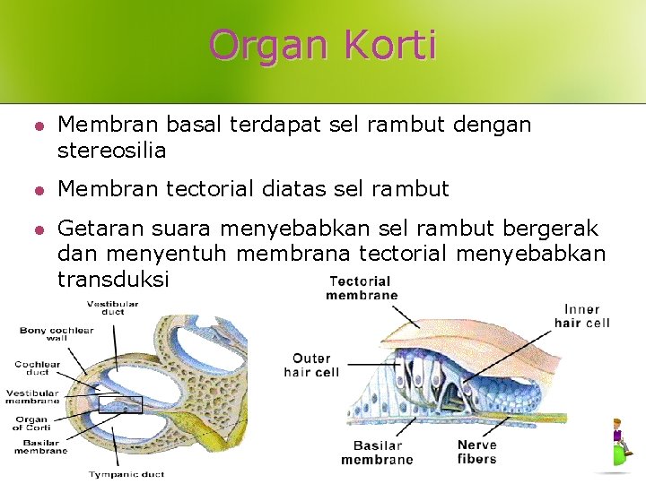 Organ Korti l Membran basal terdapat sel rambut dengan stereosilia l Membran tectorial diatas