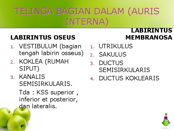 TELINGA BAGIAN DALAM (AURIS INTERNA) LABIRINTUS MEMBRANOSA LABIRINTUS OSEUS 1. 2. 3. VESTIBULUM (bagian