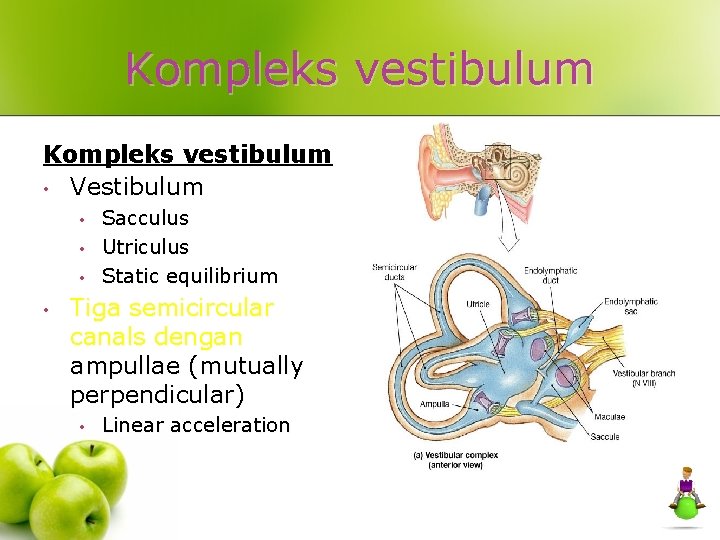 Kompleks vestibulum • Vestibulum • • Sacculus Utriculus Static equilibrium Tiga semicircular canals dengan