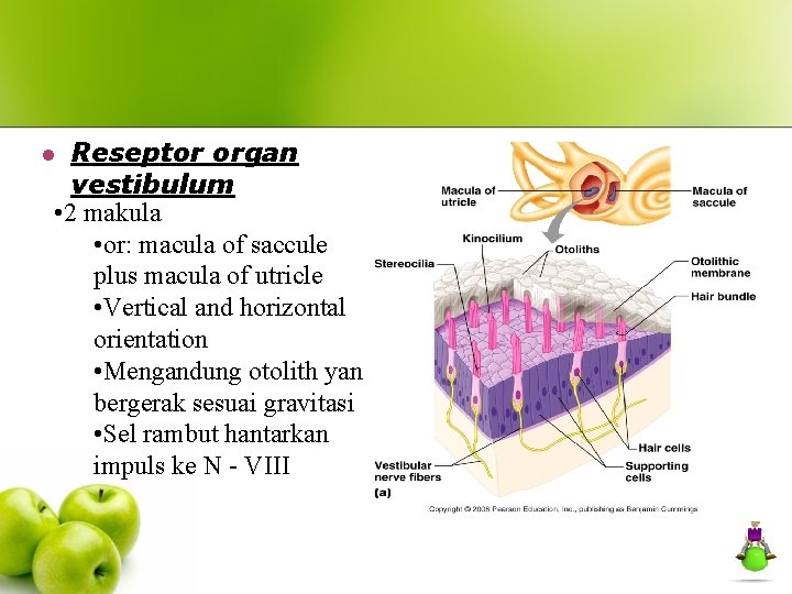 Reseptor organ vestibulum • 2 makula • or: macula of saccule plus macula of