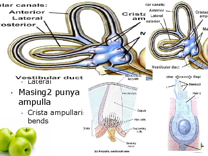 Canalis semisirkularis • Orientasi perpendicular • • Anterior Posterior Lateral Masing 2 punya ampulla