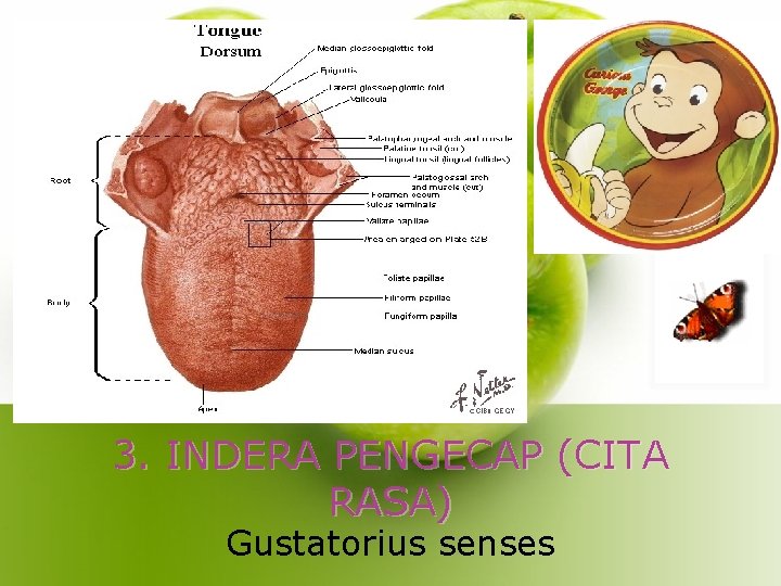 3. INDERA PENGECAP (CITA RASA) Gustatorius senses 