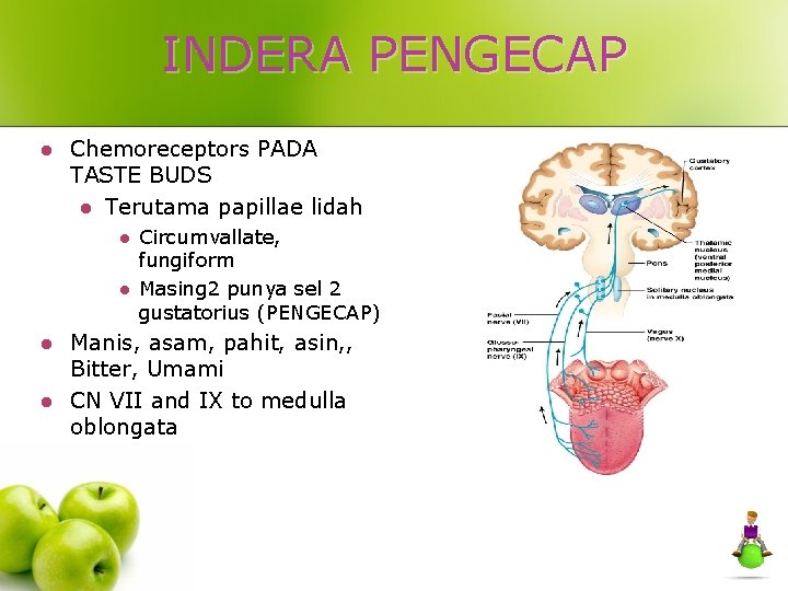 INDERA PENGECAP l Chemoreceptors PADA TASTE BUDS l Terutama papillae lidah l l Circumvallate,