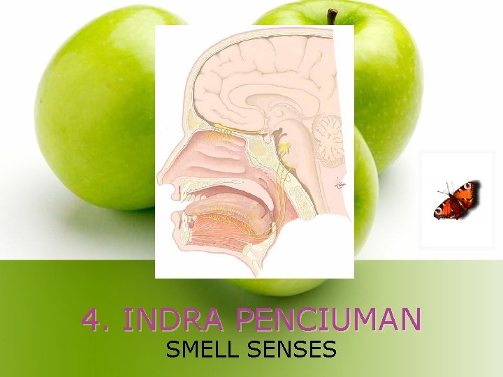 4. INDRA PENCIUMAN SMELL SENSES 