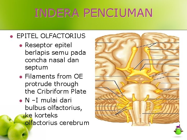 INDERA PENCIUMAN l EPITEL OLFACTORIUS l Reseptor epitel berlapis semu pada concha nasal dan