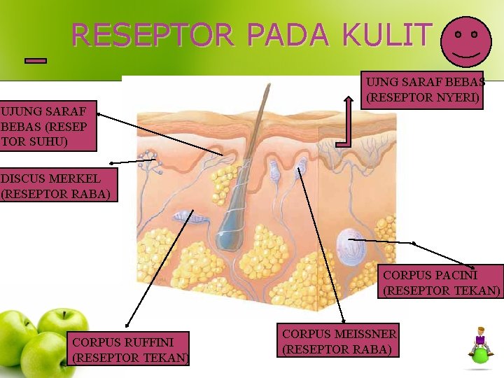 RESEPTOR PADA KULIT UJNG SARAF BEBAS (RESEPTOR NYERI) UJUNG SARAF BEBAS (RESEP TOR SUHU)