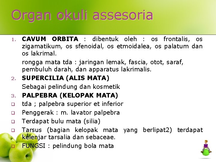 Organ okuli assesoria 1. 2. 3. q q q CAVUM ORBITA : dibentuk oleh