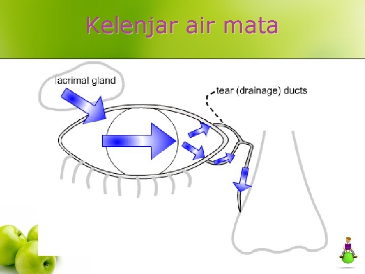 Kelenjar air mata 