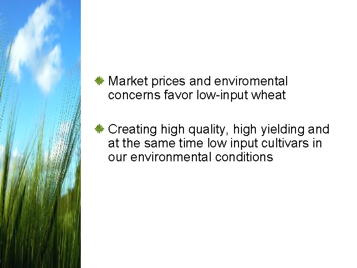 WHEAT BREEDING ON LOW INPUT VARIETIES WITH HIGH
