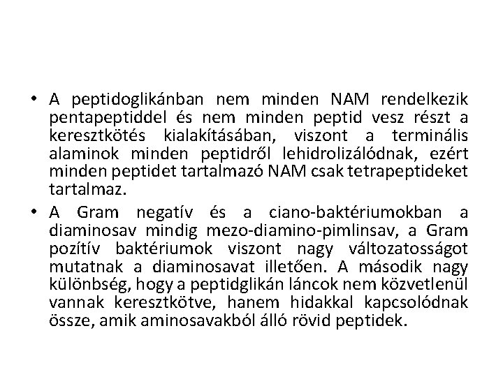  • A peptidoglikánban nem minden NAM rendelkezik pentapeptiddel és nem minden peptid vesz