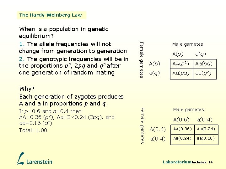 The Hardy-Weinberg Law Female gametes When is a population in genetic equilibrium? 1. The