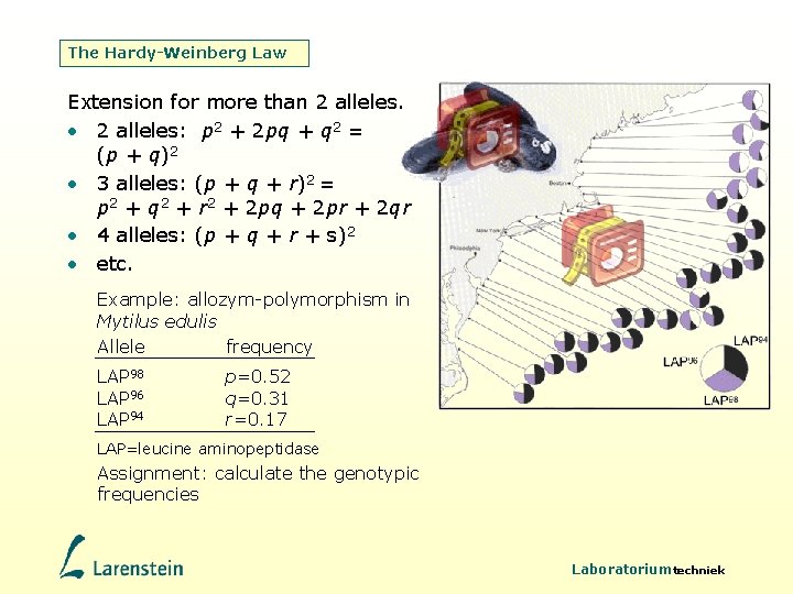 The Hardy-Weinberg Law Extension for more than 2 alleles. • 2 alleles: p 2