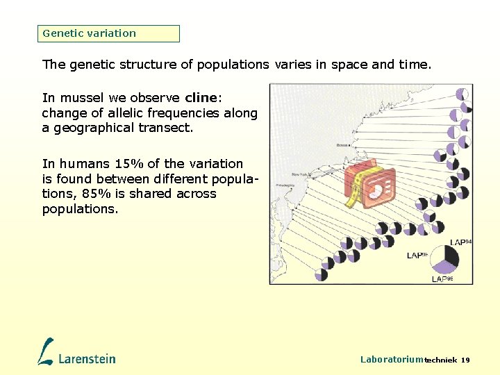 Genetic variation The genetic structure of populations varies in space and time. In mussel