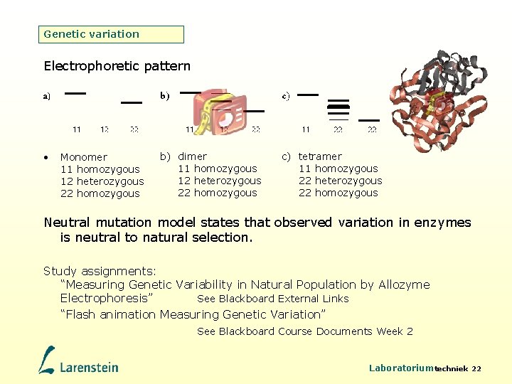 Genetic variation Electrophoretic pattern • Monomer 11 homozygous 12 heterozygous 22 homozygous b) dimer
