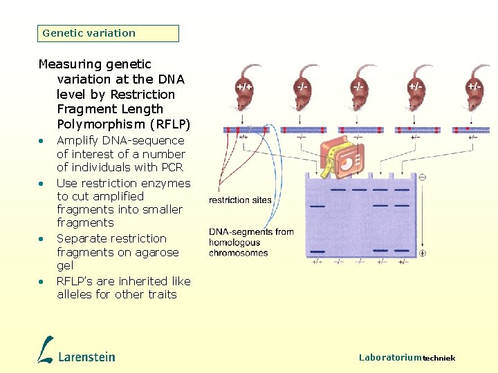 Genetic variation Measuring genetic variation at the DNA level by Restriction Fragment Length Polymorphism