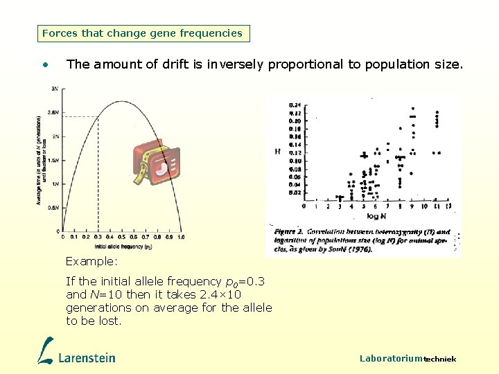 Forces that change gene frequencies • The amount of drift is inversely proportional to