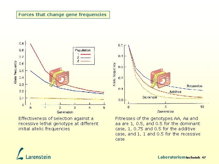Forces that change gene frequencies Effectiveness of selection against a recessive lethal genotype at