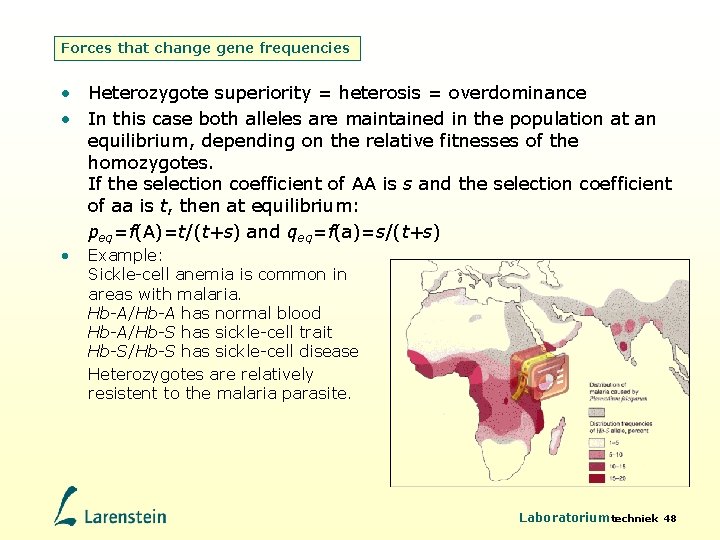 Forces that change gene frequencies • Heterozygote superiority = heterosis = overdominance • In