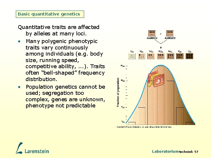 Basic quantitative genetics Quantitative traits are affected by alleles at many loci. • Many