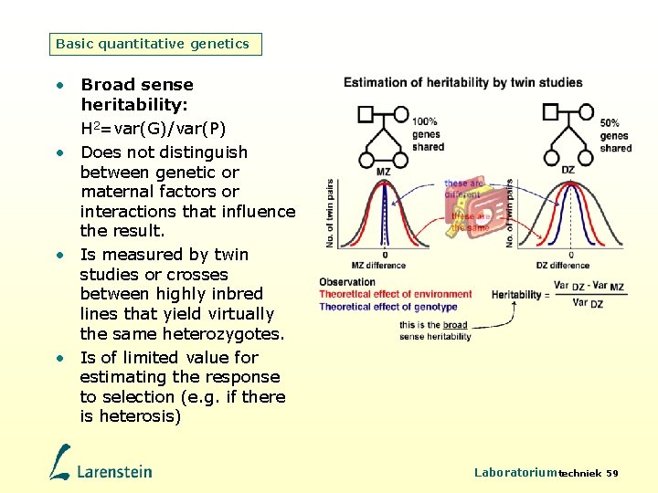 Basic quantitative genetics • Broad sense heritability: H 2=var(G)/var(P) • Does not distinguish between