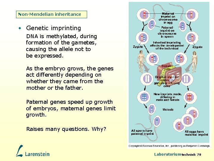 Non-Mendelian inheritance • Genetic imprinting DNA is methylated, during formation of the gametes, causing