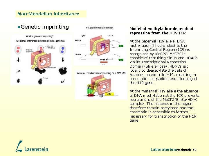 Non-Mendelian inheritance • Genetic imprinting Model of methylation-dependent repression from the H 19 ICR