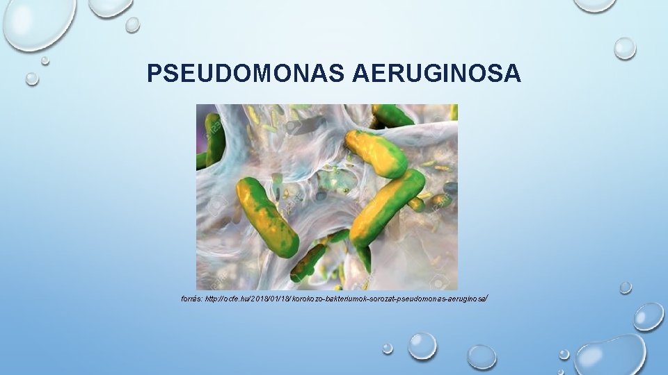 PSEUDOMONAS AERUGINOSA forrás: http: //ocfe. hu/2018/01/18/korokozo-bakteriumok-sorozat-pseudomonas-aeruginosa/ 