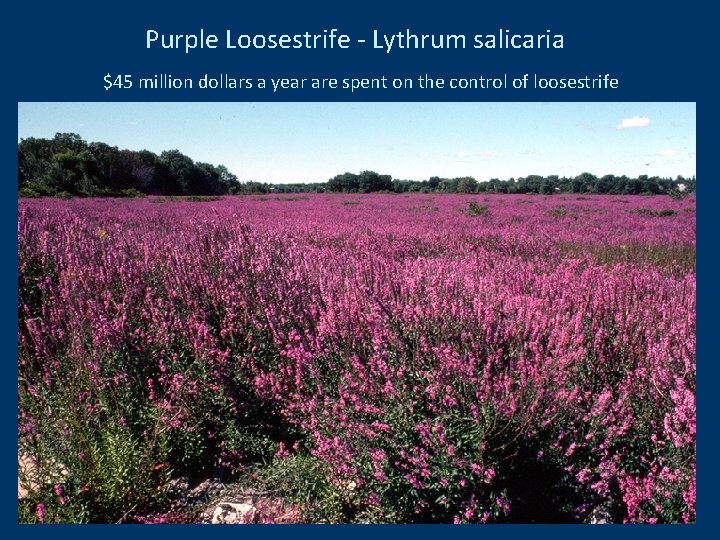 Purple Loosestrife - Lythrum salicaria $45 million dollars a year are spent on the