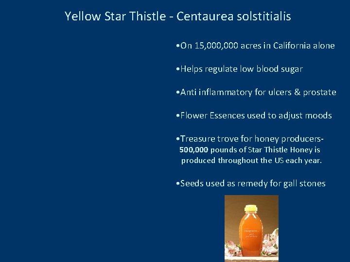 Yellow Star Thistle - Centaurea solstitialis • On 15, 000 acres in California alone
