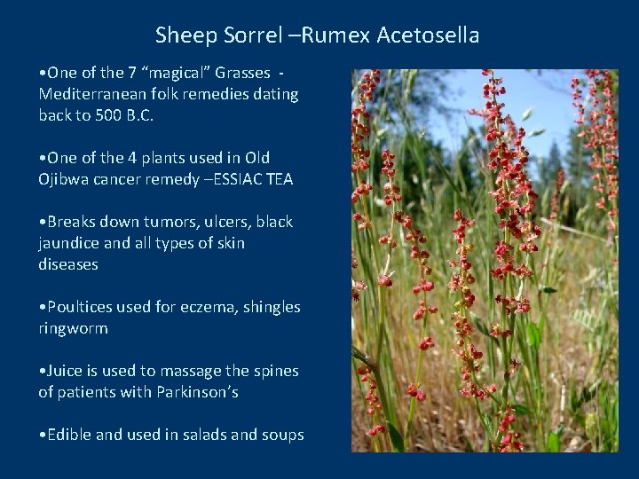 Sheep Sorrel –Rumex Acetosella • One of the 7 “magical” Grasses Mediterranean folk remedies