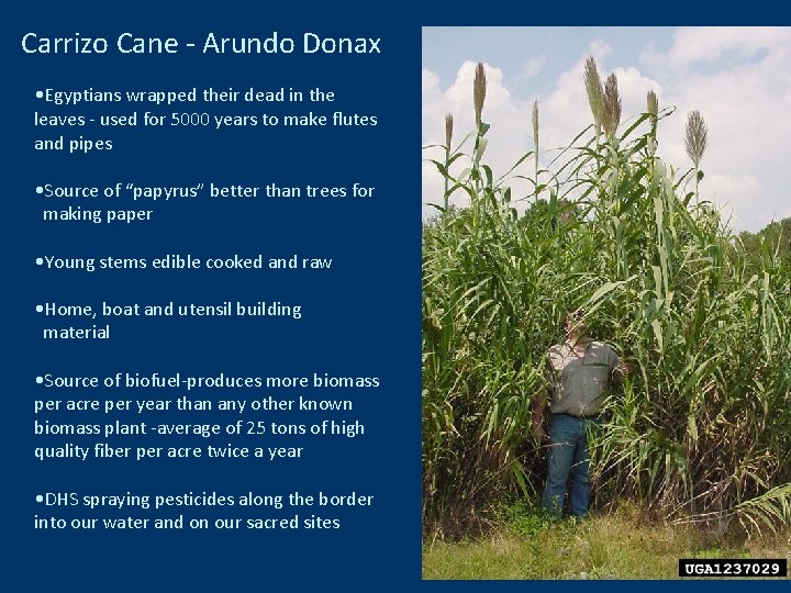 Carrizo Cane - Arundo Donax • Egyptians wrapped their dead in the leaves -