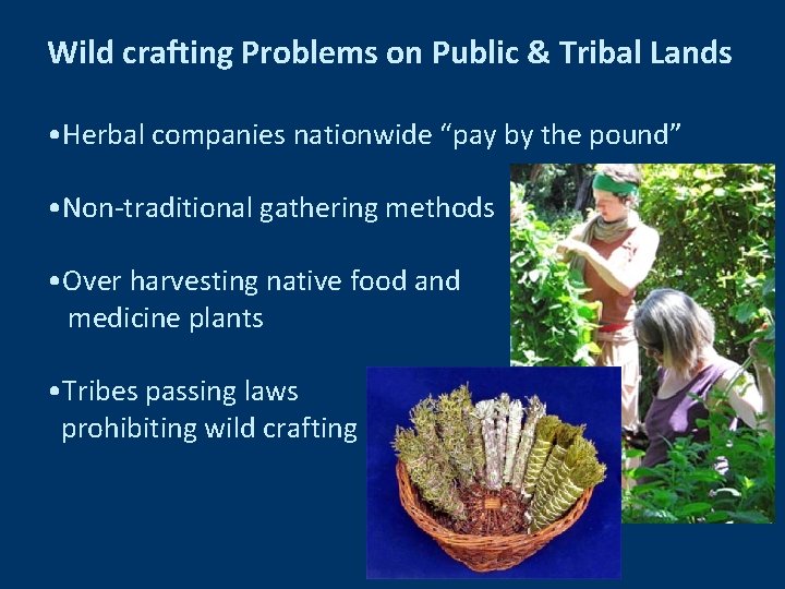 Wild crafting Problems on Public & Tribal Lands • Herbal companies nationwide “pay by