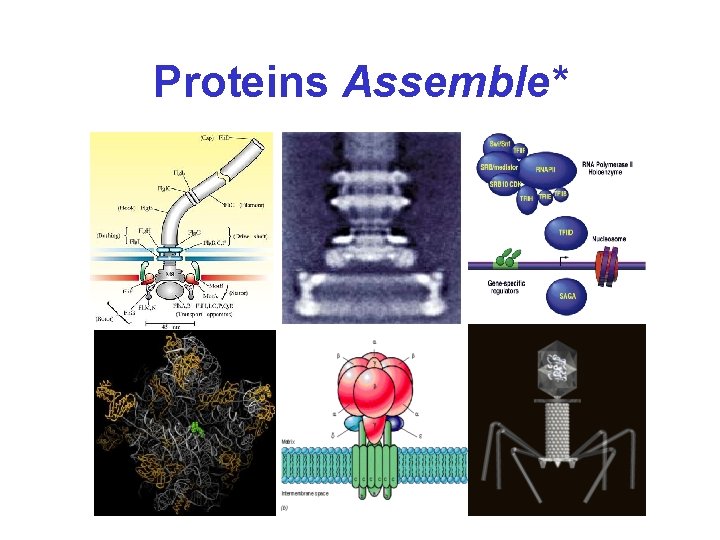 Proteins Assemble* 