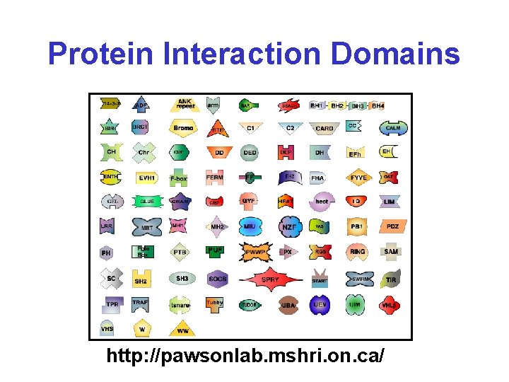 Protein Interaction Domains http: //pawsonlab. mshri. on. ca/ 