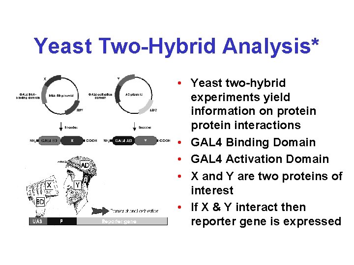 Yeast Two-Hybrid Analysis* • Yeast two-hybrid experiments yield information on protein interactions • GAL