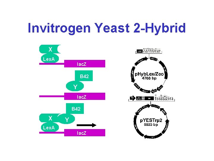 Invitrogen Yeast 2 -Hybrid X Lex. A lac. Z Lex. A B 42 Y