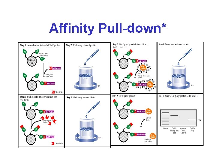 Affinity Pull-down* 