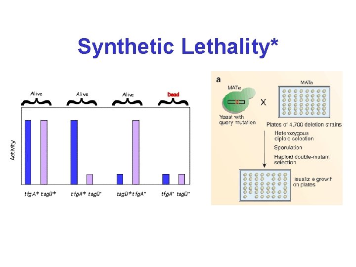 Synthetic Lethality* 