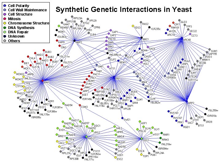 Cell Polarity Cell Wall Maintenance Cell Structure Mitosis Chromosome Structure DNA Synthesis DNA Repair