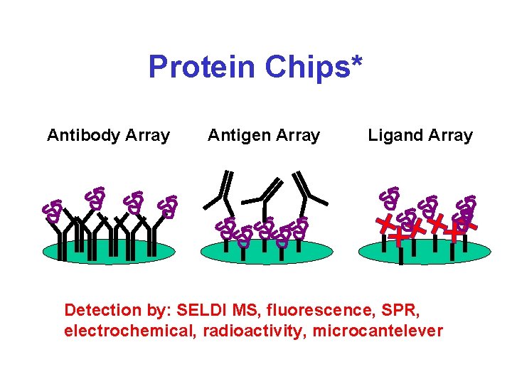 Protein Chips* Antibody Array Antigen Array Ligand Array Detection by: SELDI MS, fluorescence, SPR,