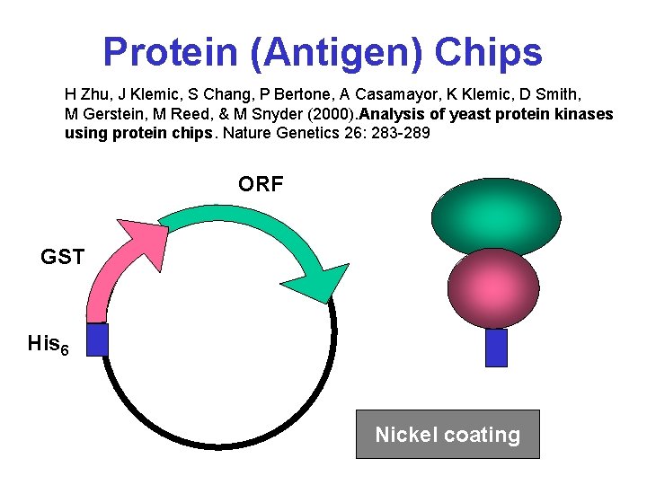 Protein (Antigen) Chips H Zhu, J Klemic, S Chang, P Bertone, A Casamayor, K