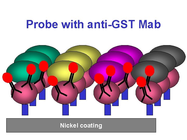 Probe with anti-GST Mab Nickel coating 
