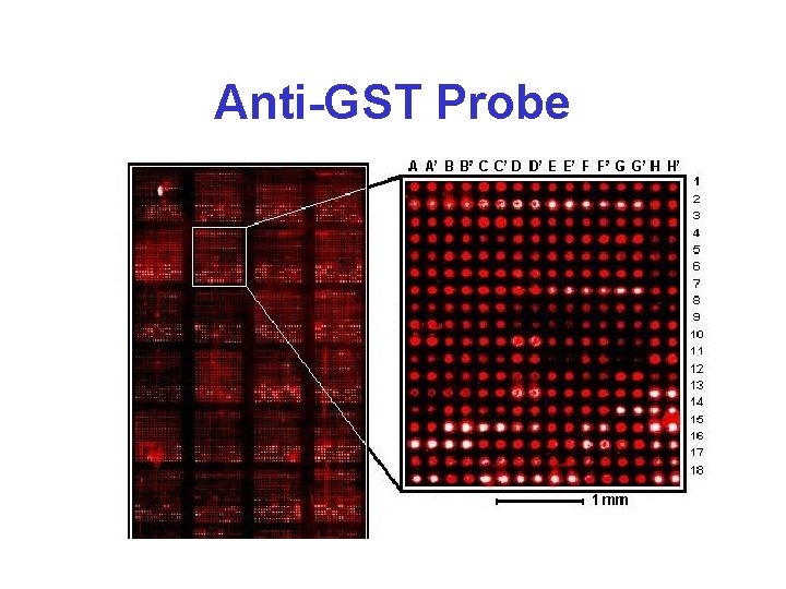 Anti-GST Probe 