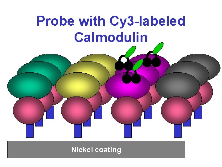 Probe with Cy 3 -labeled Calmodulin Nickel coating 