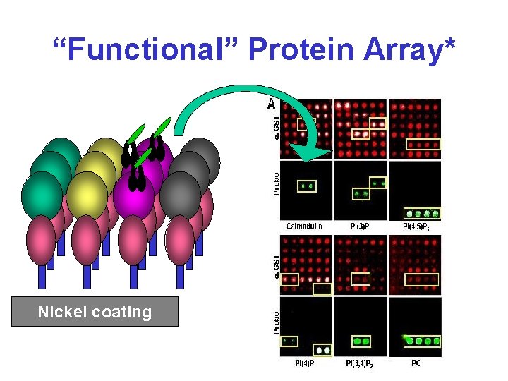 “Functional” Protein Array* Nickel coating 