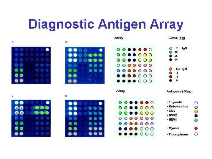 Diagnostic Antigen Array 
